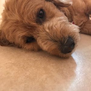 Meet your Posher, Caroline